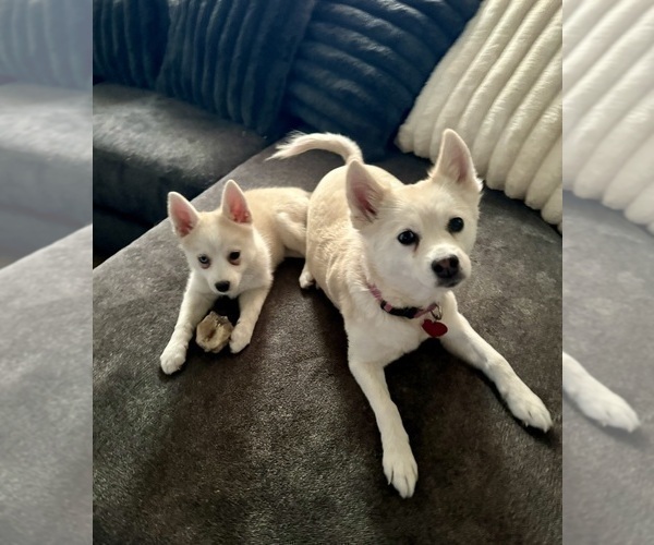 Medium Photo #223 Pomsky Puppy For Sale in LOVELAND, CO, USA