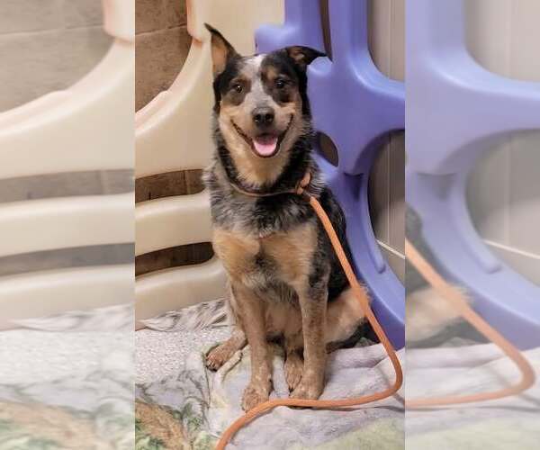 Medium Photo #1 Mutt Puppy For Sale in Highland, IL, USA