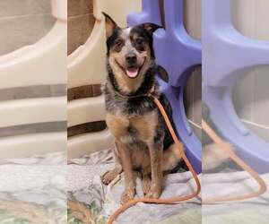 Mutt Dogs for adoption in Highland, IL, USA