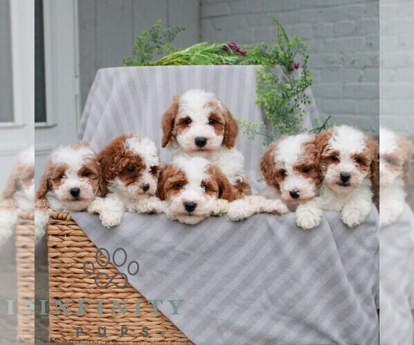 Medium Photo #2 Poodle (Miniature) Puppy For Sale in LITITZ, PA, USA