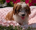 Small Photo #19 Cavapoo Puppy For Sale in GOSHEN, IN, USA