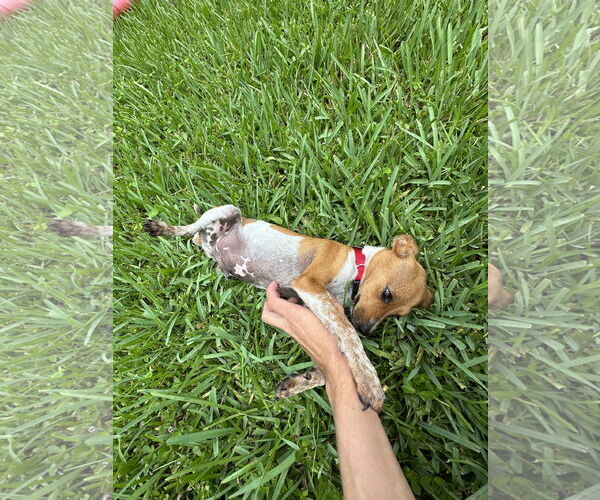 Medium Photo #4 Mutt Puppy For Sale in Miami, FL, USA