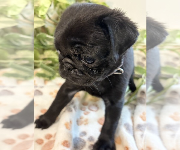 Medium Photo #3 Pug Puppy For Sale in SPRING CITY, PA, USA