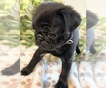Small #2 Pug