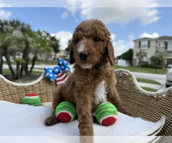 Medium Photo #5 Goldendoodle Puppy For Sale in CLERMONT, FL, USA