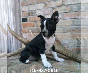 Boston Terrier Puppy for sale in HOT SPRINGS, SD, USA