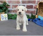 Small #5 Schnauzer (Miniature)