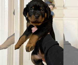 Rottweiler Puppy for sale in UNIONTOWN, PA, USA