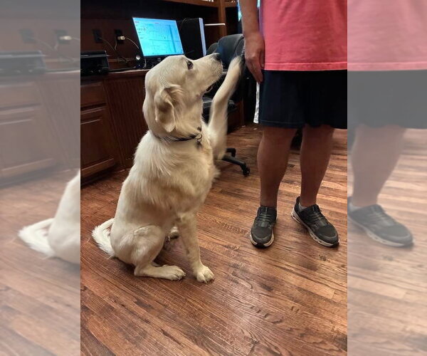 Medium Photo #7 Great Pyrenees-Unknown Mix Puppy For Sale in Dallas, TX, USA