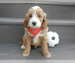 Goldendoodle (Miniature) Puppy for sale in MILLERSBURG, OH, USA