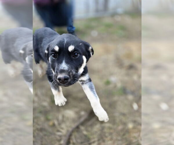Medium Photo #5 Alaskan Malamute Puppy For Sale in Aurora, IN, USA