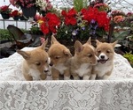 Small #5 Pembroke Welsh Corgi