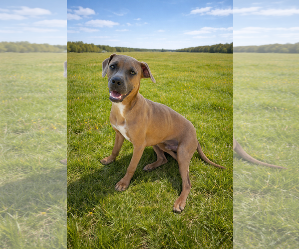 Medium Photo #1 Boston Terrier-Boxer Mix Puppy For Sale in MIDWAY, UT, USA