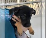 Small Doberman Pinscher