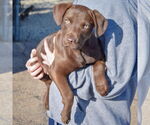 Small #2 Basset Hound-Chocolate Labrador retriever Mix
