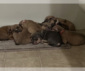 American Bully Litter for sale in VICTORVILLE, CA, USA