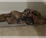 Small Photo #1 American Bully Puppy For Sale in VICTORVILLE, CA, USA