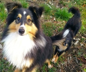 Father of the Shetland Sheepdog puppies born on 09/03/2025