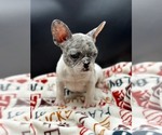 Small Photo #3 French Bulldog Puppy For Sale in POTOMAC, MD, USA