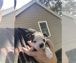 Small #3 Boston Terrier