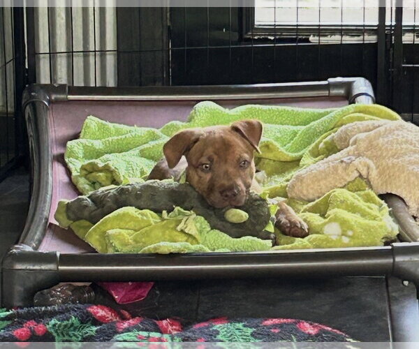 Medium Photo #5 Labrador Retriever-Unknown Mix Puppy For Sale in Rockaway, NJ, USA