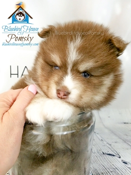 Medium Photo #2 Pomsky Puppy For Sale in ANDOVER, MN, USA