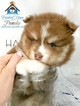 Small Photo #2 Pomsky Puppy For Sale in ANDOVER, MN, USA