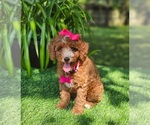 Small #1 Goldendoodle mix (+ Poodle Toy)