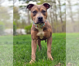 American Pit Bull Terrier-Unknown Mix Dogs for adoption in Westminster, MA, USA