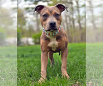 Small American Pit Bull Terrier Mix