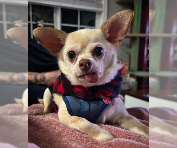 Medium Photo #1 Chihuahua Puppy For Sale in San Diego, CA, USA