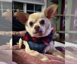 Chihuahua Dogs for adoption in San Diego, CA, USA