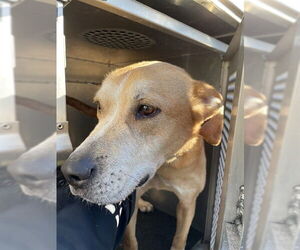 Labrador Retriever-Unknown Mix Dogs for adoption in Lee's Summit, MO, USA