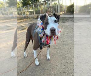 American Pit Bull Terrier Dogs for adoption in Sacramento, CA, USA