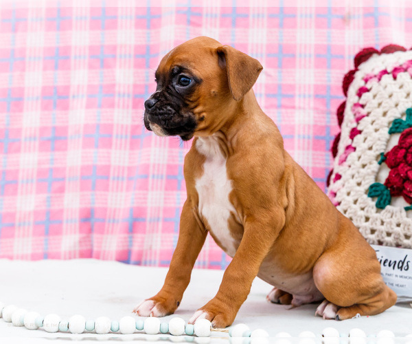 Medium Photo #14 Boxer Puppy For Sale in WAKARUSA, IN, USA