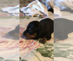 Dachshund Puppy for sale in SHALLOTTE, NC, USA