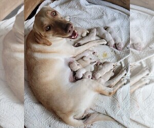 Mother of the Labrador Retriever puppies born on 08/20/2022