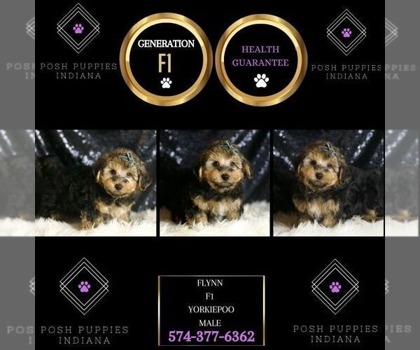 Medium Photo #2 YorkiePoo Puppy For Sale in WARSAW, IN, USA