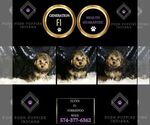 Small #1 YorkiePoo