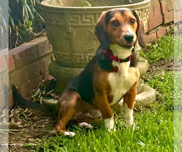 Medium Photo #12 Beagle Puppy For Sale in Dunnellon, FL, USA