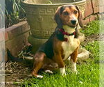 Small #11 Beagle