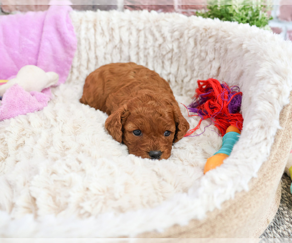 Medium Photo #22 Cavapoo (Miniature) Puppy For Sale in SYRACUSE, IN, USA