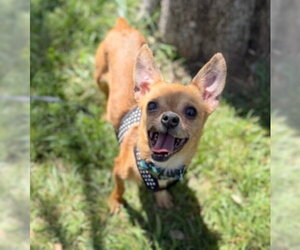Chihuahua-Unknown Mix Dogs for adoption in Ventura, CA, USA