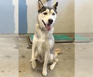 Siberian Husky Dogs for adoption in Camarillo, CA, USA