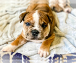 Small Photo #7 Olde English Bulldogge Puppy For Sale in OVERLAND, KS, USA