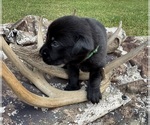 Puppy Green Labrador Retriever