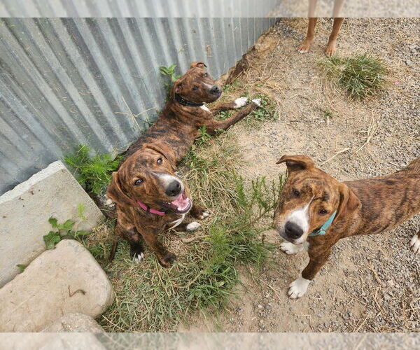 Medium Photo #4 Plott Hound-Unknown Mix Puppy For Sale in garner, NC, USA