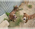 Small #3 Plott Hound Mix