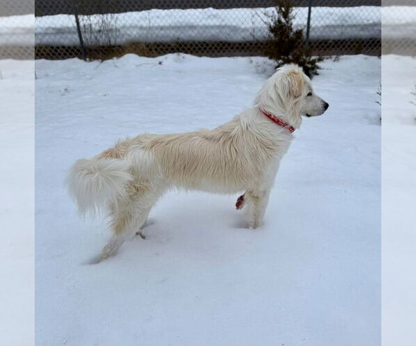 Medium Photo #4 Mutt Puppy For Sale in Canton, CT, USA