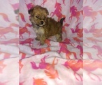 Small Photo #12 Morkie Puppy For Sale in LAPEER, MI, USA